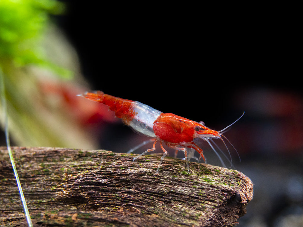 Red Rili Shrimp Breeder Combo Box