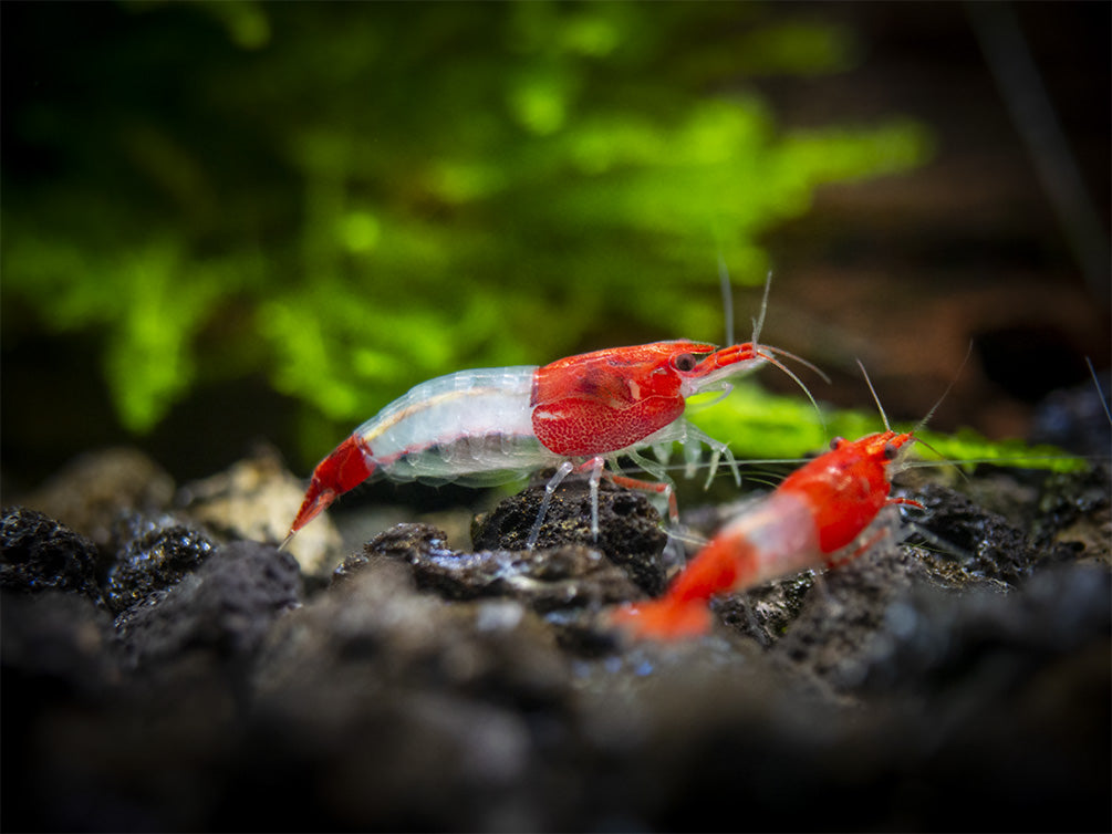 Red Rili Shrimp Breeder Combo Box