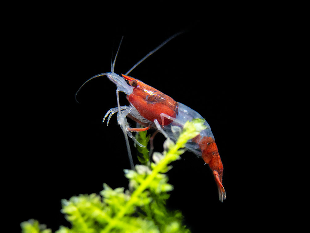 Red Rili Shrimp Breeder Combo Box