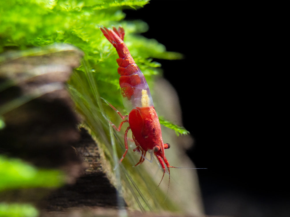 Red Rili Shrimp (Neocaridina davidi), Tank-Bred!