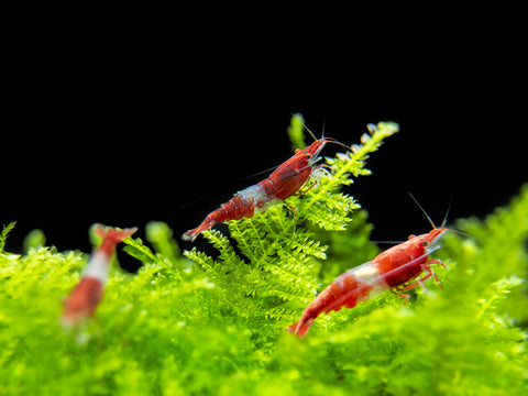 Painted Fire Red Cherry Shrimp Breeder Combo Box