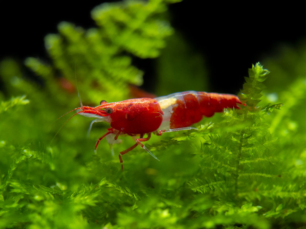 Red Rili Shrimp Breeder Combo Box