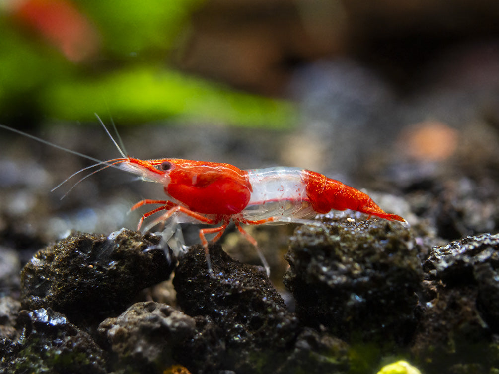 Red Ril Red Rili Shrimp Breeder Combo Box - Aquatic Arts
