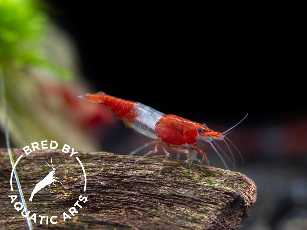 Red Rili Shrimp (Neocaridina davidi), BREDBY: Aquatic Arts