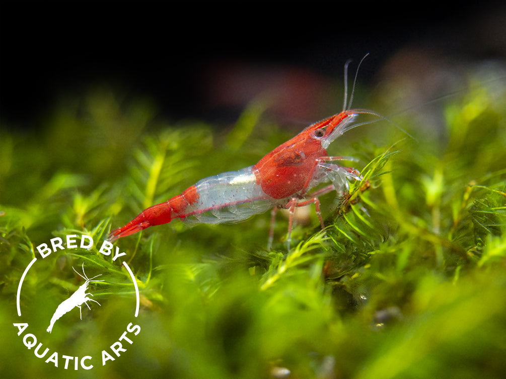 Red Rili Shrimp (Neocaridina davidi), BREDBY: Aquatic Arts