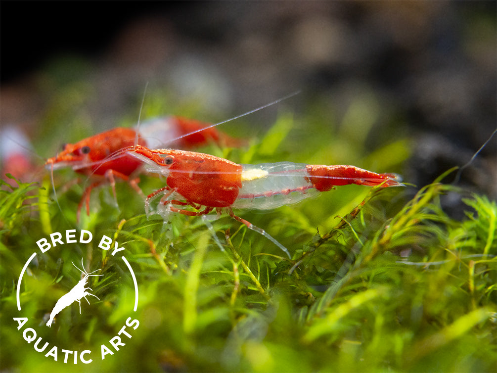 Red Rili Shrimp (Neocaridina davidi), BREDBY: Aquatic Arts