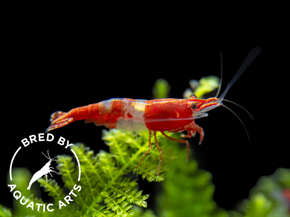 Red Rili Shrimp (Neocaridina davidi), BREDBY: Aquatic Arts