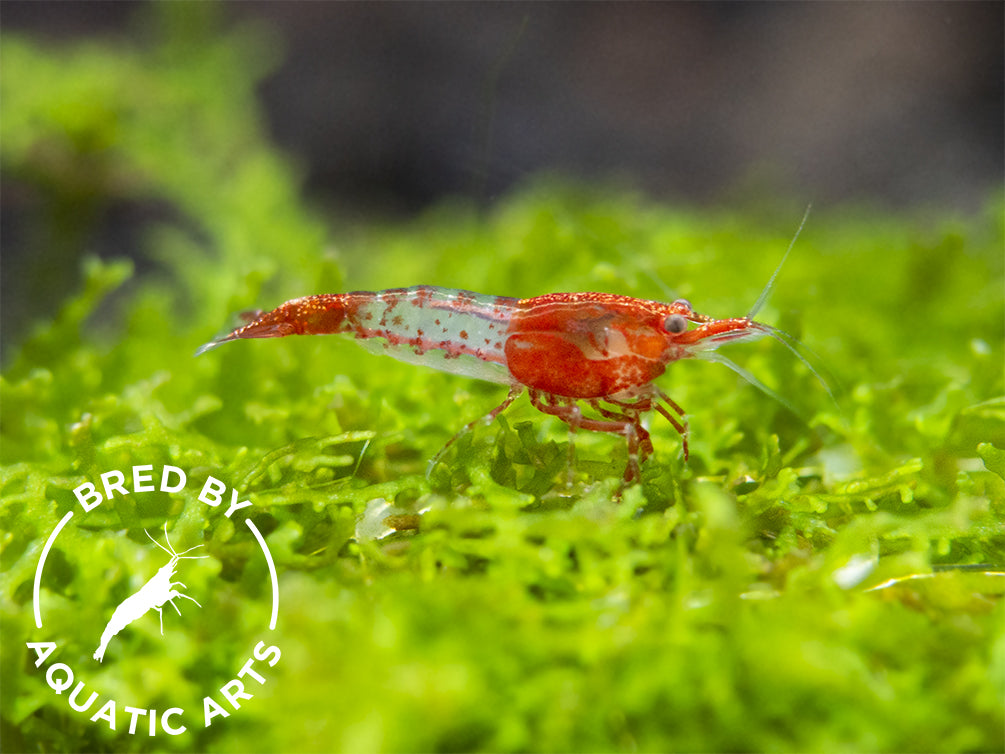 Red Rili Shrimp (Neocaridina davidi), BREDBY: Aquatic Arts