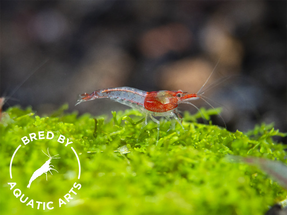 Red Rili Shrimp (Neocaridina davidi), BREDBY: Aquatic Arts