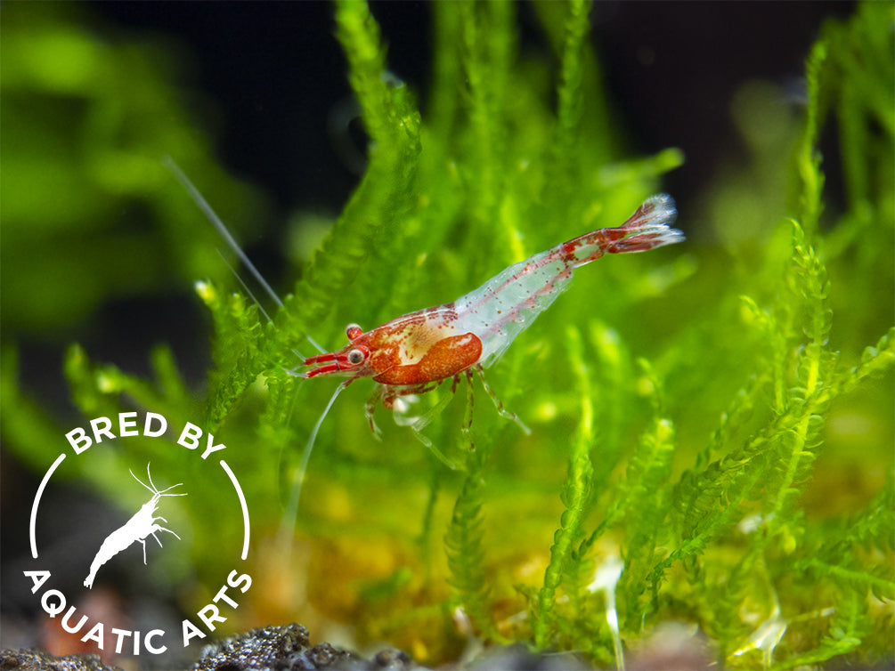 Red Rili Shrimp (Neocaridina davidi), BREDBY: Aquatic Arts