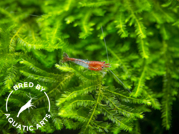 Red Rili Shrimp (Neocaridina davidi), BREDBY: Aquatic Arts