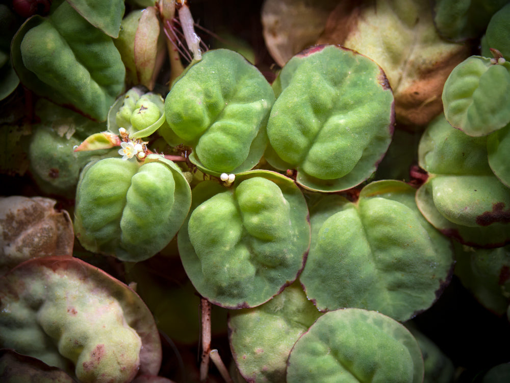 Red Root Floater (Phyllanthus fluitans)