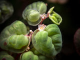 Red Root Floater (Phyllanthus fluitans)