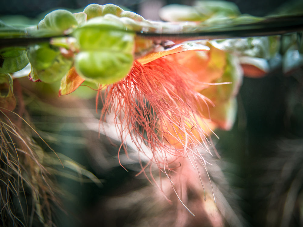 Red Root Floater (Phyllanthus fluitans)