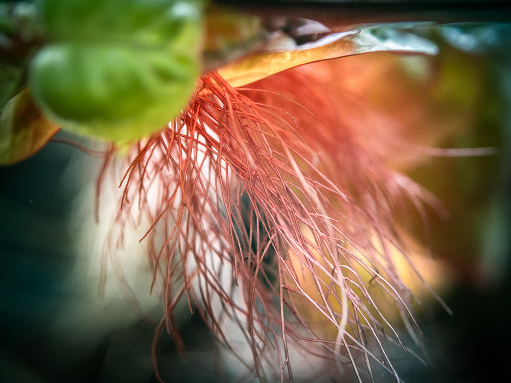 Red Root Floater (Phyllanthus fluitans)