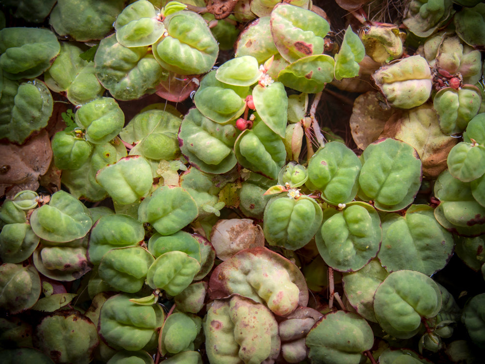 Red Root Floater (Phyllanthus fluitans)