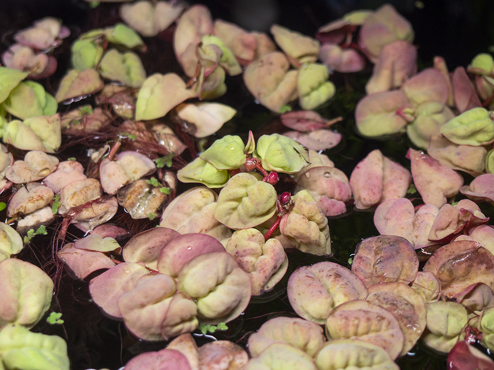 Red Root Floater (Phyllanthus fluitans)