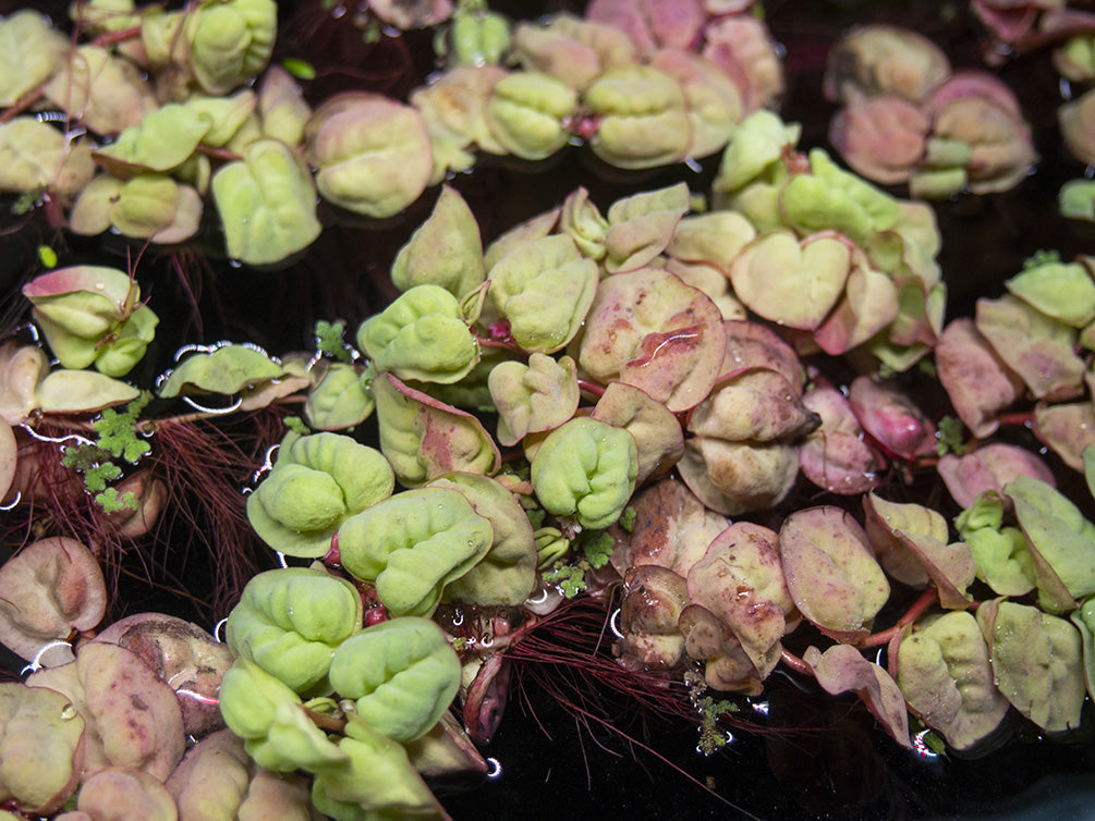 Red Root Floater (Phyllanthus fluitans)