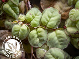 Red Root Floater (Phyllanthus fluitans), Aquatic Arts Grown!