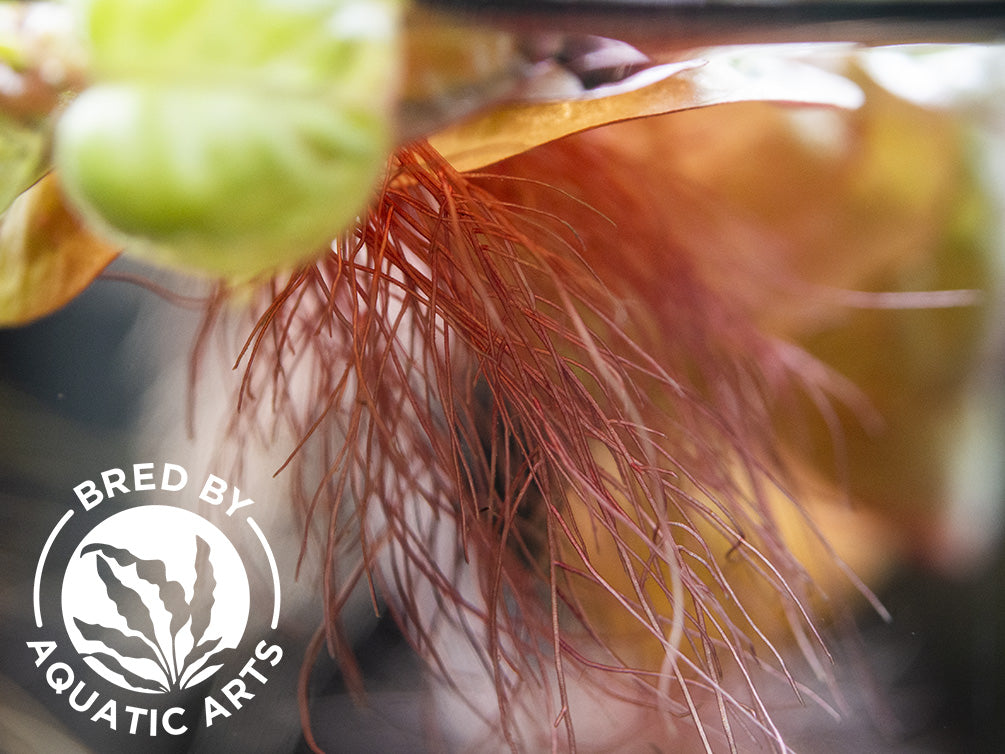 Red Root Floater Roots Red Root Floater (Phyllanthus fluitans) - Aquatic Arts Grown! on sale ...