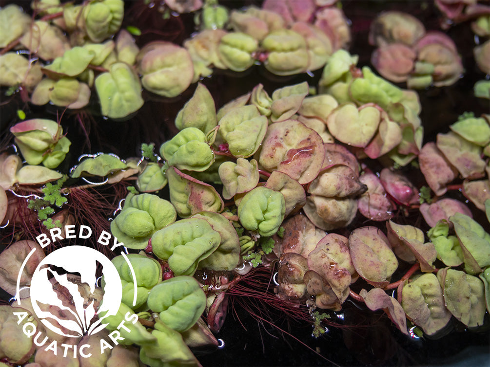 Red Root Floater (Phyllanthus fluitans) - Aquatic Arts Grown!