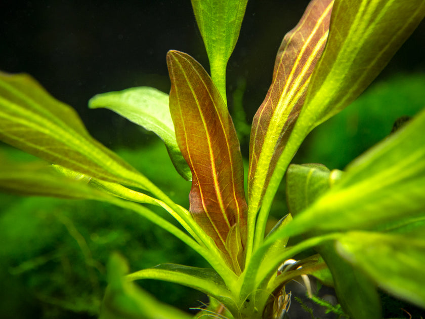 Sword Plants – Aquatic Arts