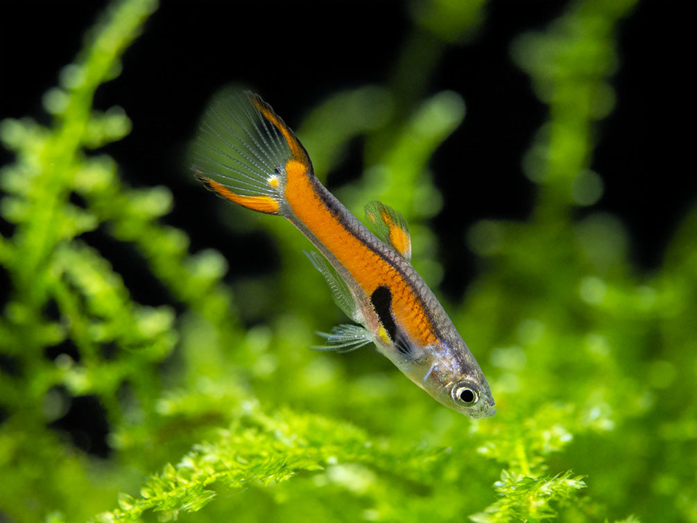 Red Scarlet Endler (Poecilia wingei), Males and Females, Tank-Bred!