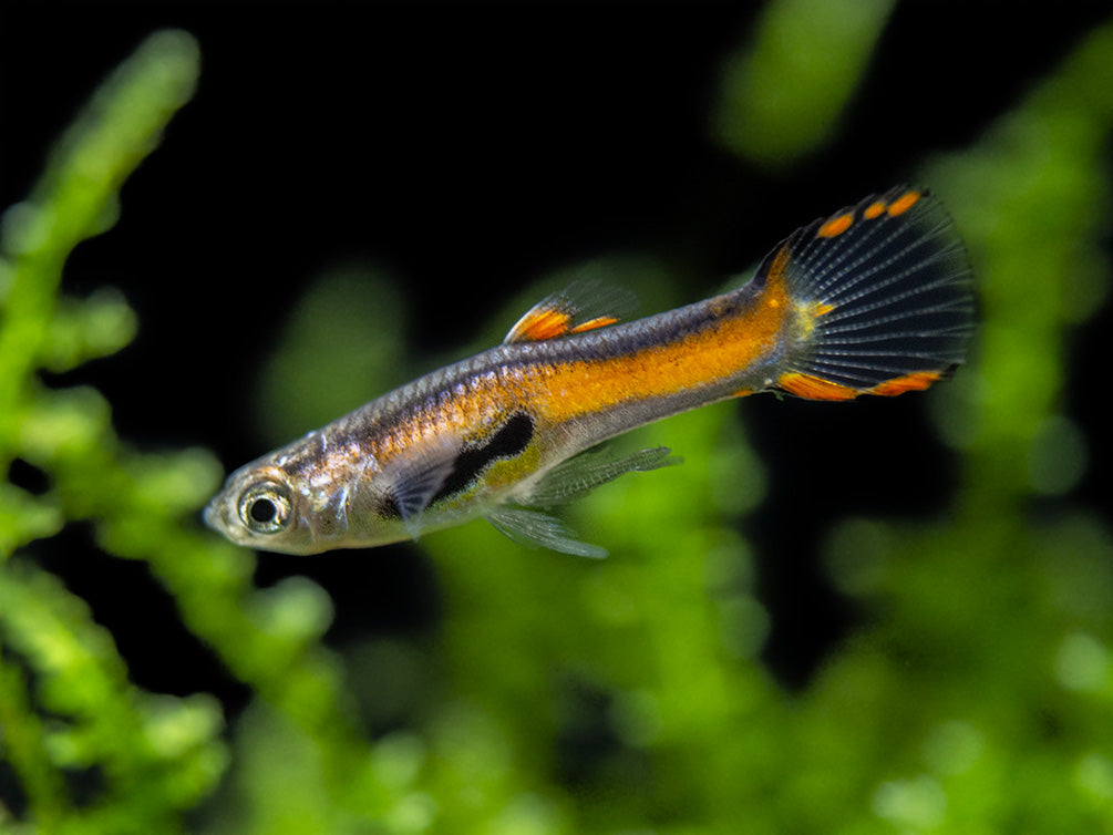 Red Scarlet Endler (Poecilia wingei), Males and Females, Tank-Bred!