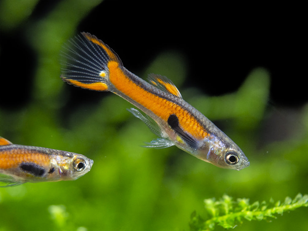 Red Scarlet Endler (Poecilia wingei), Males and Females, Tank-Bred!