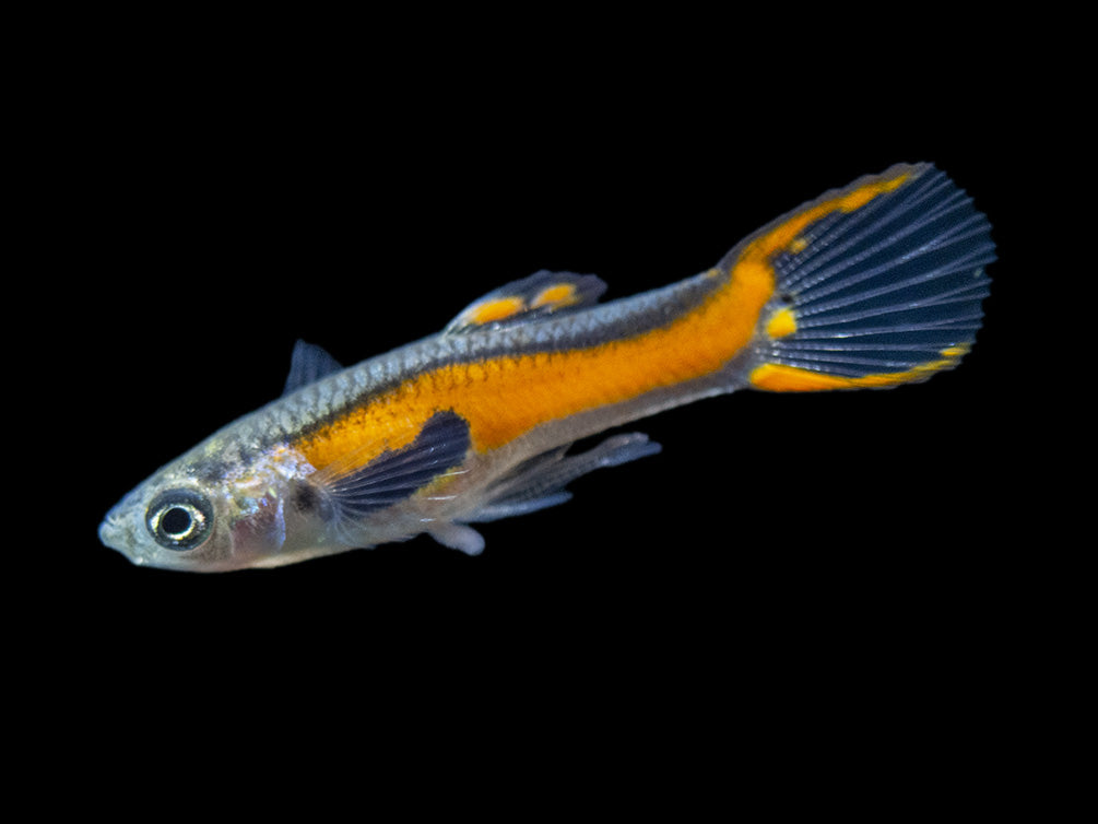 Red Scarlet Endler (Poecilia wingei), Males and Females, Tank-Bred!