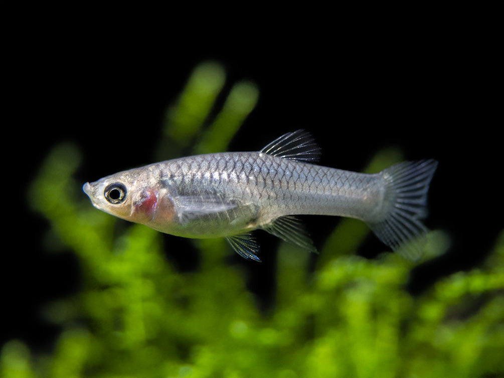 Red Scarlet Endler (Poecilia wingei), Males and Females, Tank-Bred!