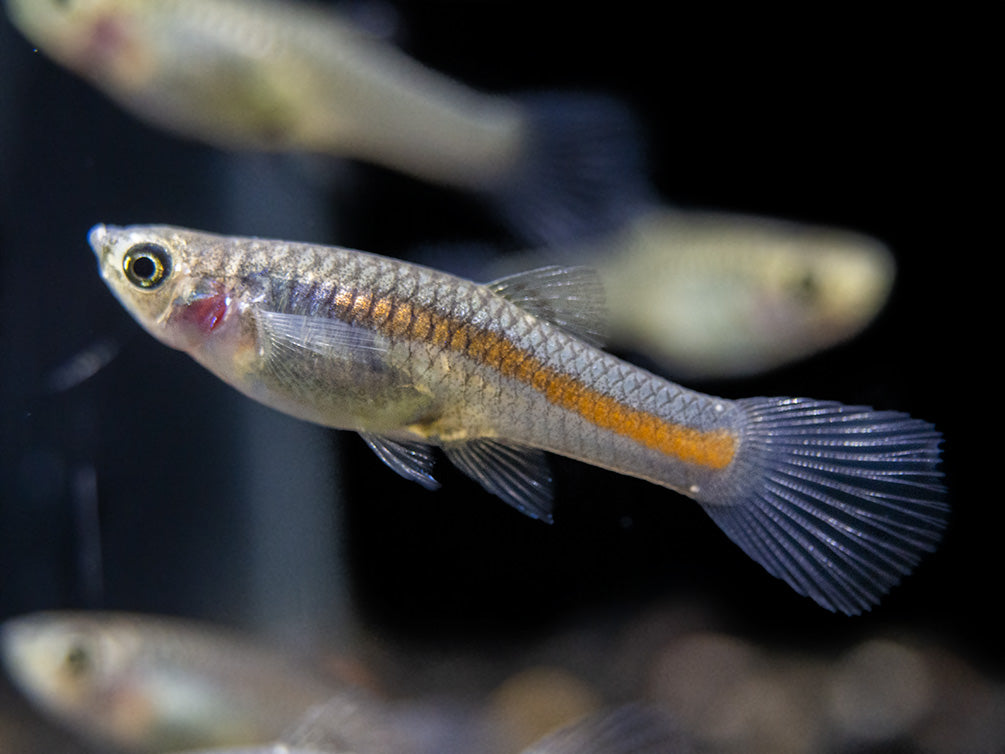 Red Scarlet Endler (Poecilia wingei), Males and Females, Tank-Bred!