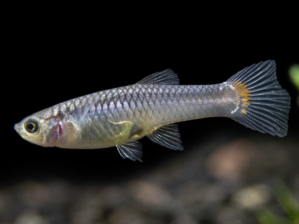 Red Scarlet Endler (Poecilia wingei), Males and Females, Tank-Bred!