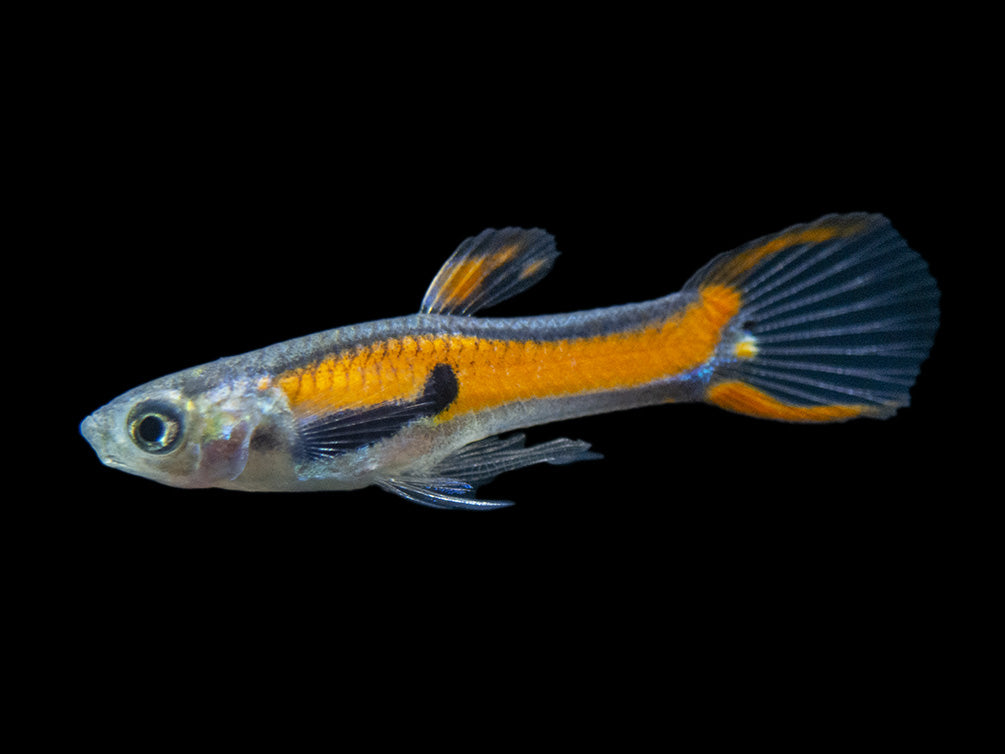 Red Scarlet Endler (Poecilia wingei), Males and Females, Tank-Bred!