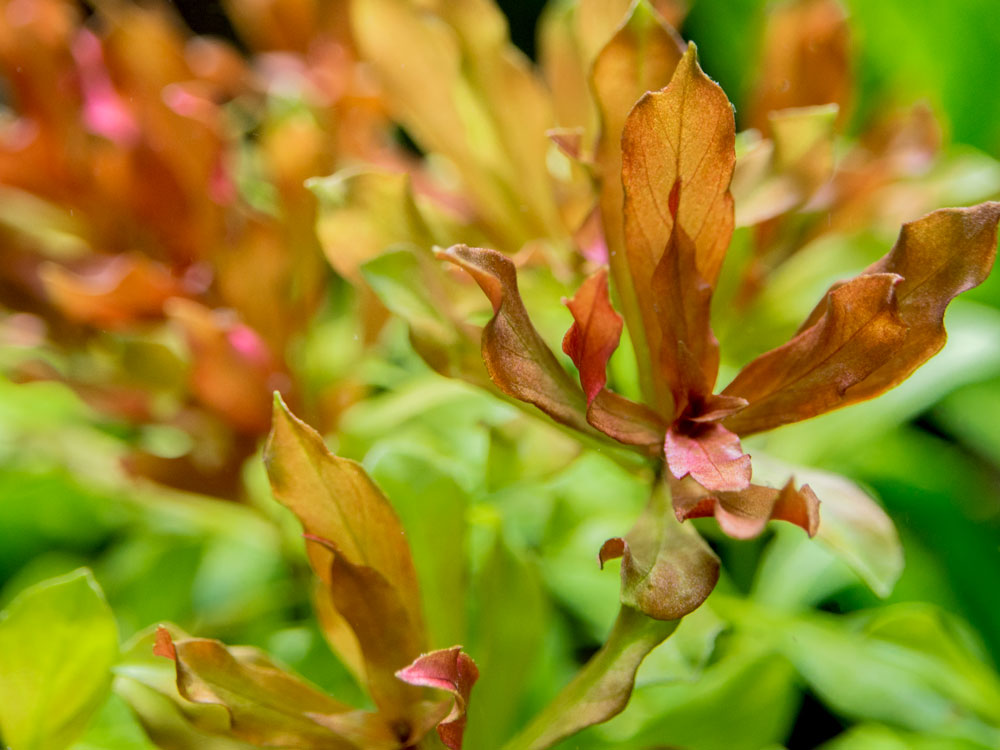 Red Star Ludwigia (Ludwigia glandulosa AKA L. peruensis), bunch