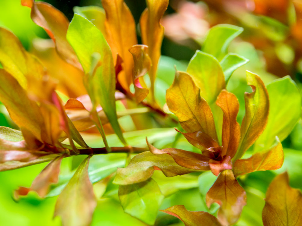 Red Star Ludwigia (Ludwigia glandulosa AKA L. peruensis), bunch