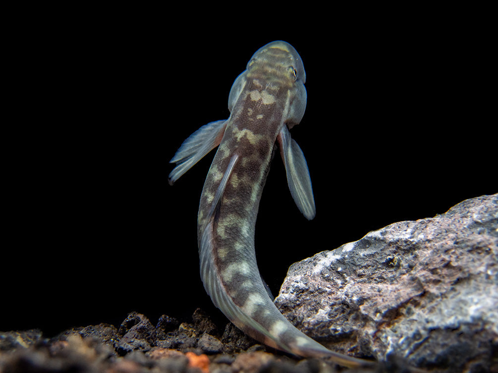 Red-Tailed Rock Goby (Sicyopterus lagocephalus)