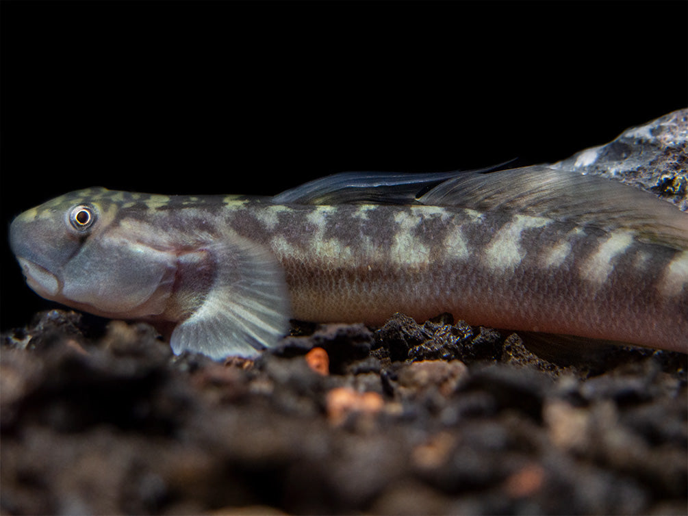 Red-Tailed Rock Goby (Sicyopterus lagocephalus)