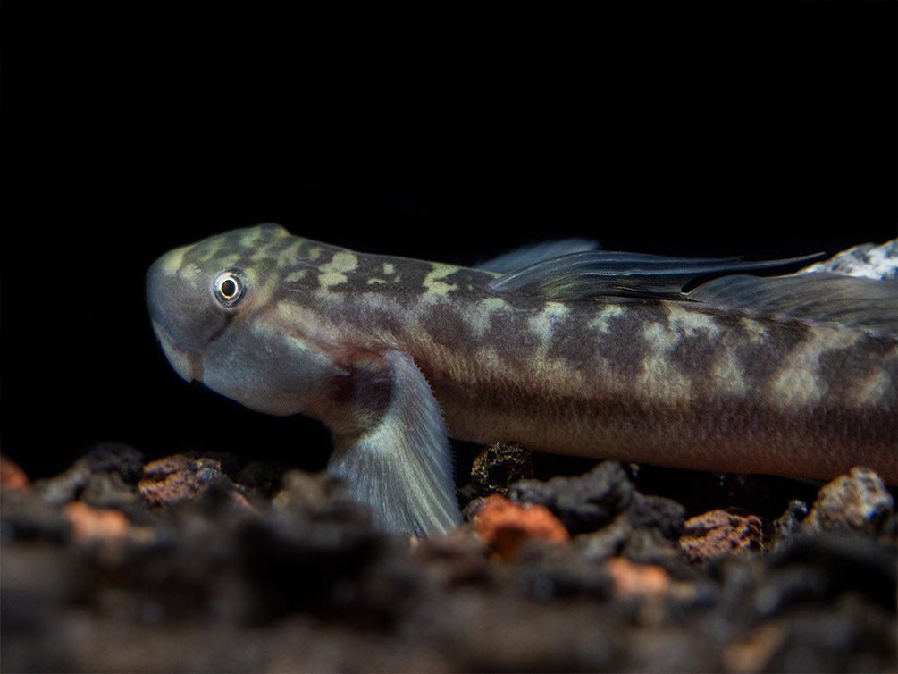 Red-Tailed Rock Goby (Sicyopterus lagocephalus)