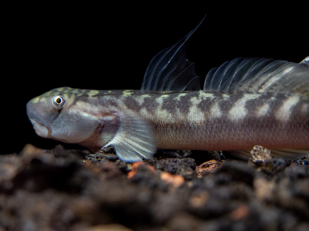 Red-Tailed Rock Goby (Sicyopterus lagocephalus)