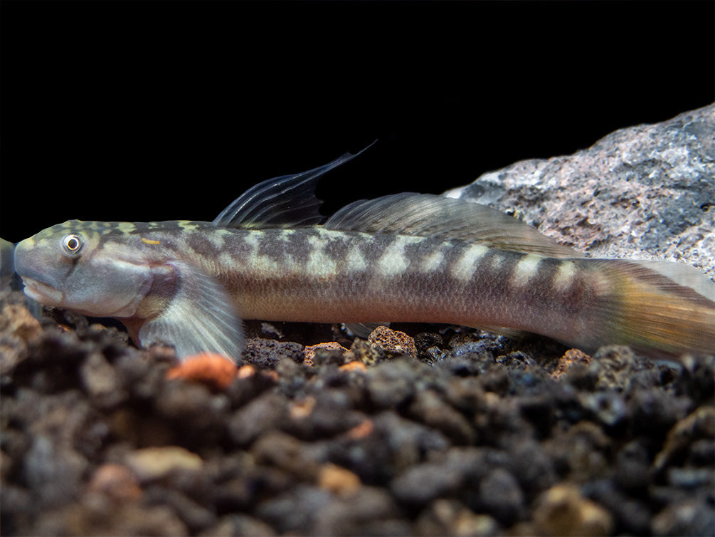 Red-Tailed Rock Goby (Sicyopterus lagocephalus)