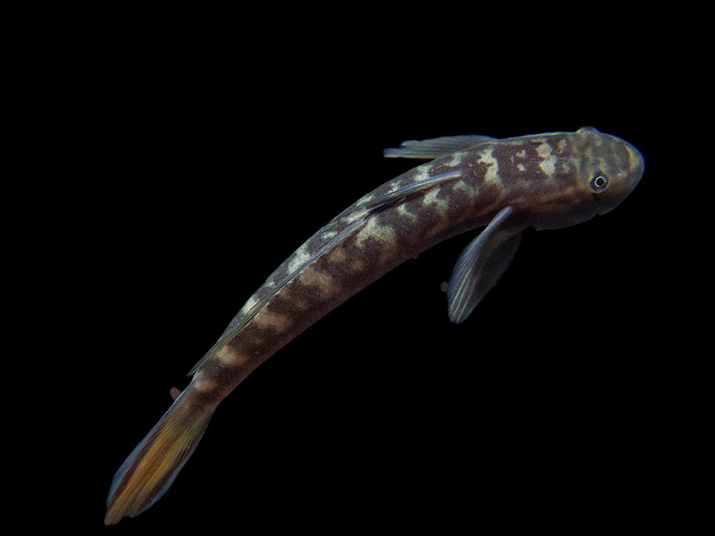 Red-Tailed Rock Goby (Sicyopterus lagocephalus)