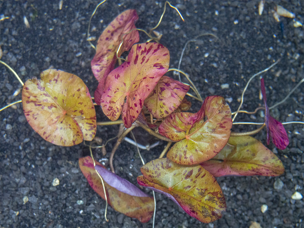 Red Tiger Lotus Aquarium Lily (Nymphaea zenkeri), bulb