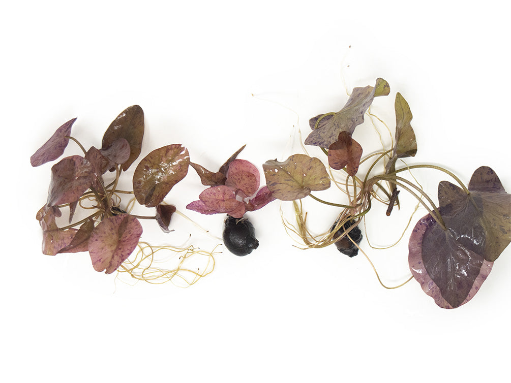 Red Tiger Lotus Aquarium Lily (Nymphaea zenkeri) Aquatic Arts