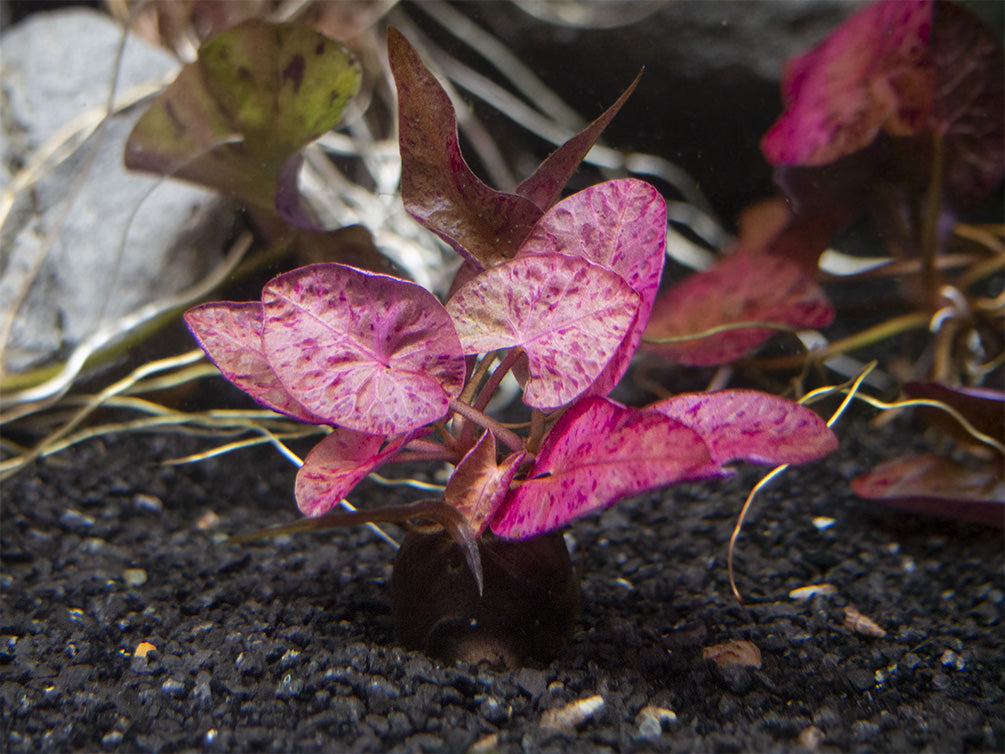 Red Tiger Lotus Aquarium Lily (Nymphaea zenkeri), bulb