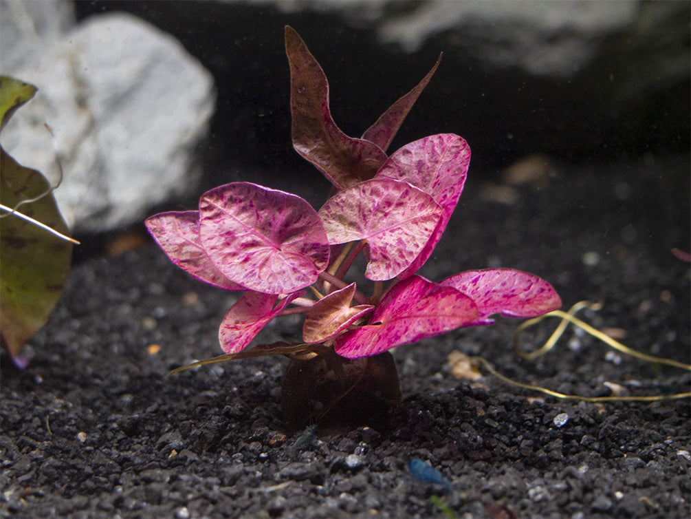 Red Tiger Lotus Aquarium Lily (Nymphaea zenkeri), bulb