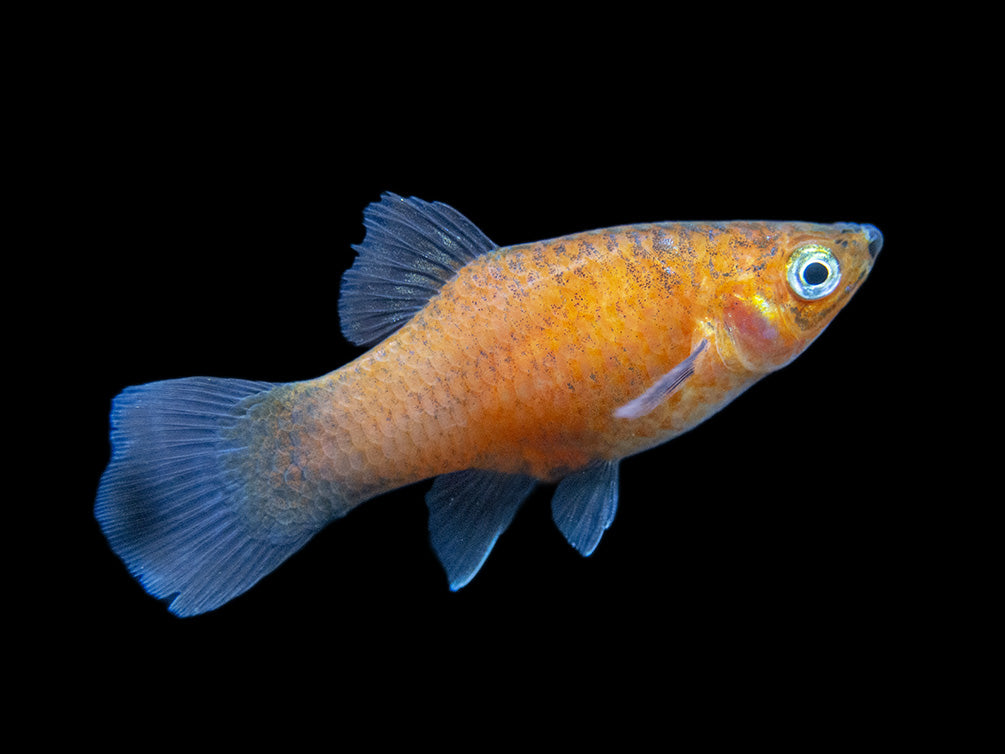 Red Wag Platy (Xiphophorus maculatus), Tank-bred
