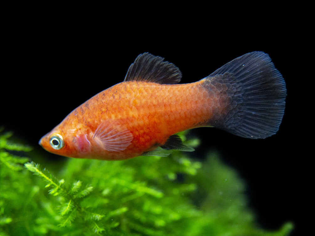 Red Wag Platy (Xiphophorus maculatus), Tank-bred