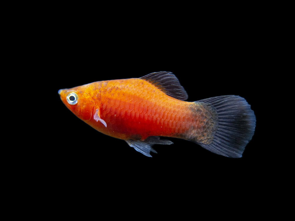 Red Wag Platy (Xiphophorus maculatus), Tank-bred