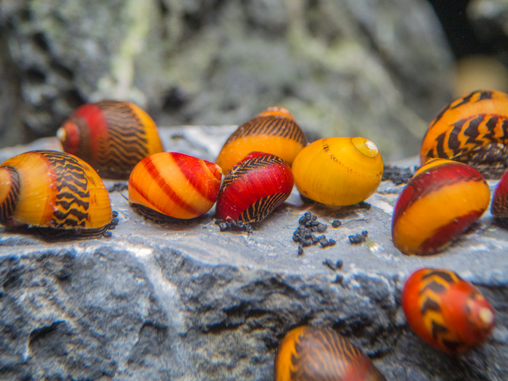 Assorted Racer Nerite Snail